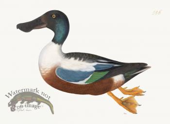 Rudbeck 246 Shoveller 24x18